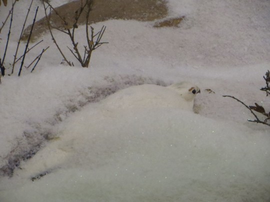 bird in the snow