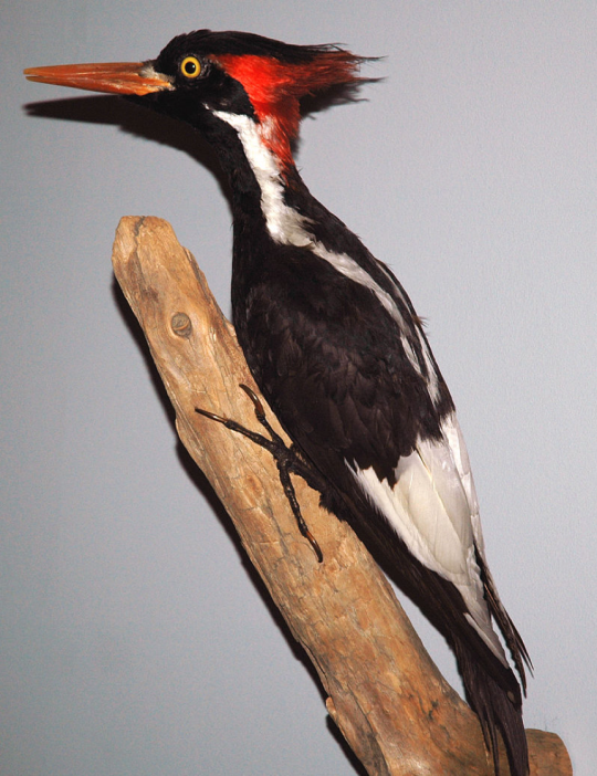 ivory-billed woodpecker