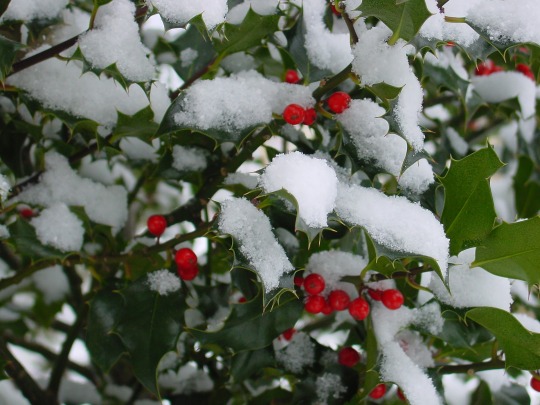 holly plant in snow