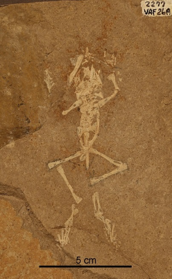 ancient frog fossil