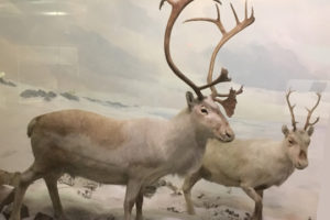 Are Santa’s Reindeer Real Mammals?