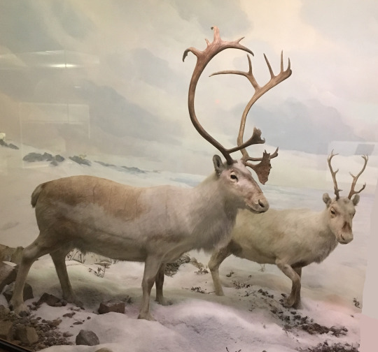 Barren-ground caribou in snow diorama