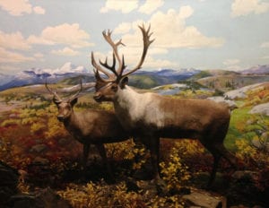Mountain caribou diorama