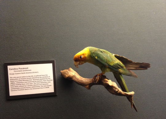 Carolina parakeet specimen on display with label
