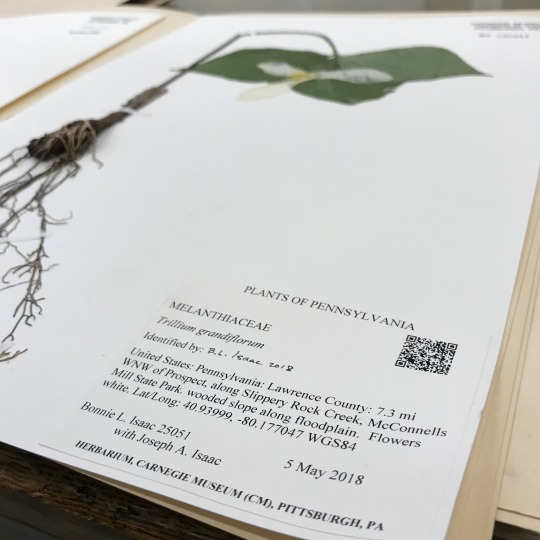 Herbarium specimen of large flowered trillium (Trillium grandiflorum) with QR code on label 