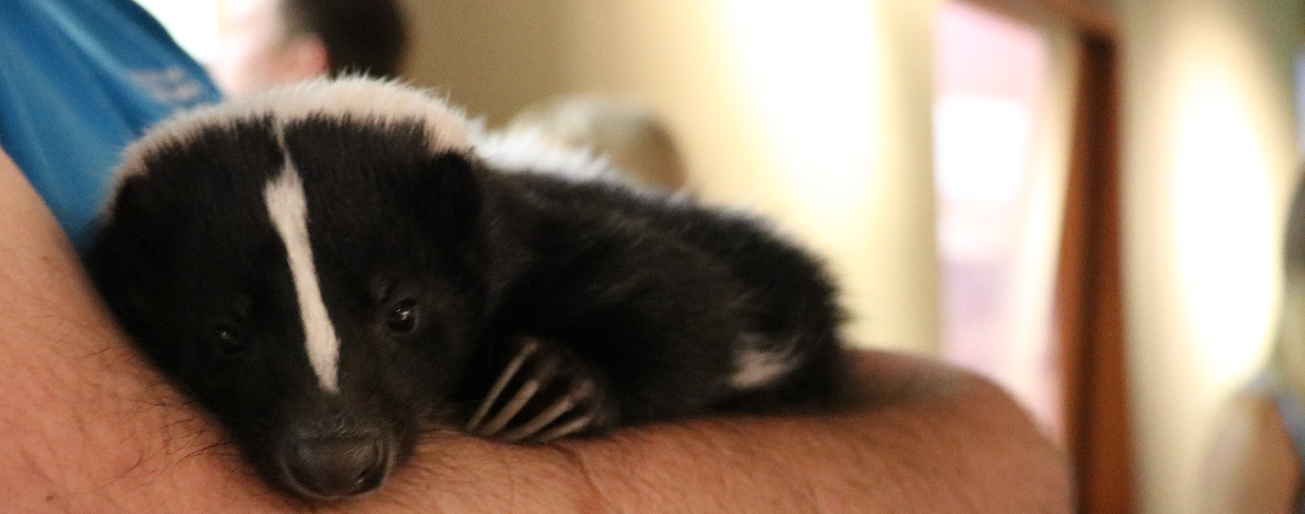 baby skunk