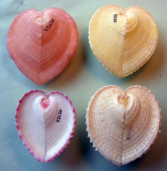 heart cockle specimens
