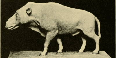 side view of dinohyus model