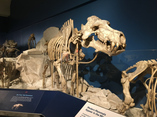 CM 1594, the type specimen of Dinohyus hollandi (now widely regarded as Daeodon shoshonensis) on display in Carnegie Museum of Natural History’s Age of Mammals exhibition.