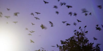 a murder of crows in the sky
