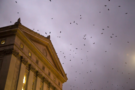 crows in the sky about a museum