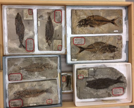 A drawer full of recently-cleaned Monte Bolca fishes in their new storage mounts.