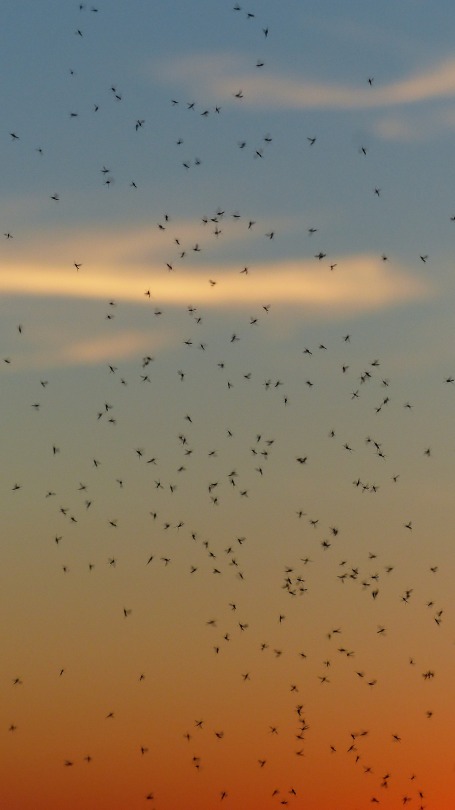 mosquitos at sunset - insect apocalypse