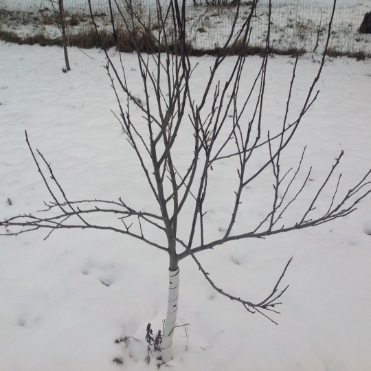 dwarf apple tree in the snow