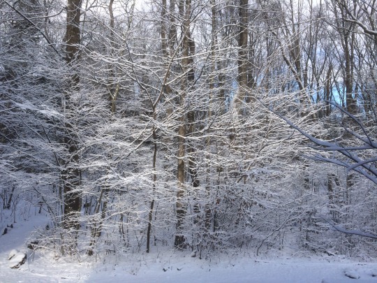 Powdermill woods covered in snow