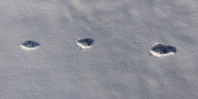 coyote tracks in snow