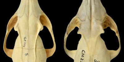 two fox skulls on a black background