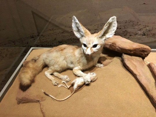Photograph of a Fennec fox and a jerboa from the Hall of African Wildlife, Carnegie Museum of Natural History.