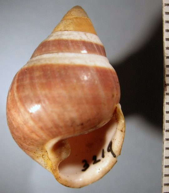 Achatinella apexfulva shell