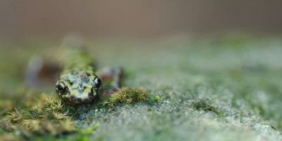 green salamander