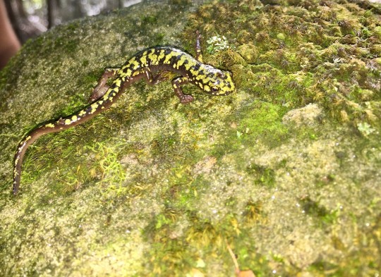 green salamander
