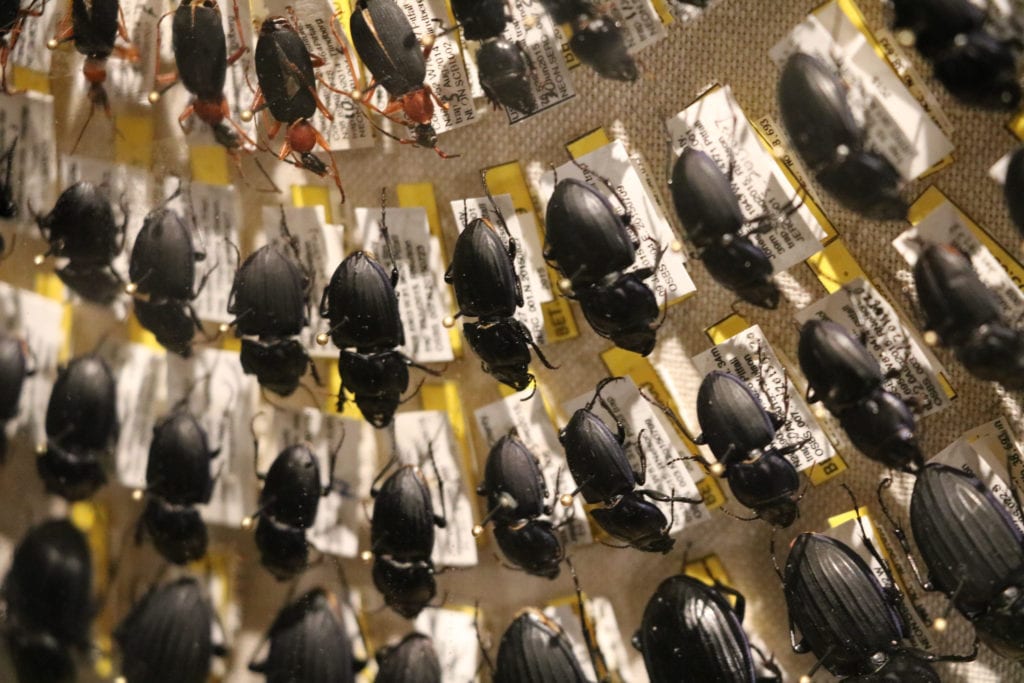 display of beetles