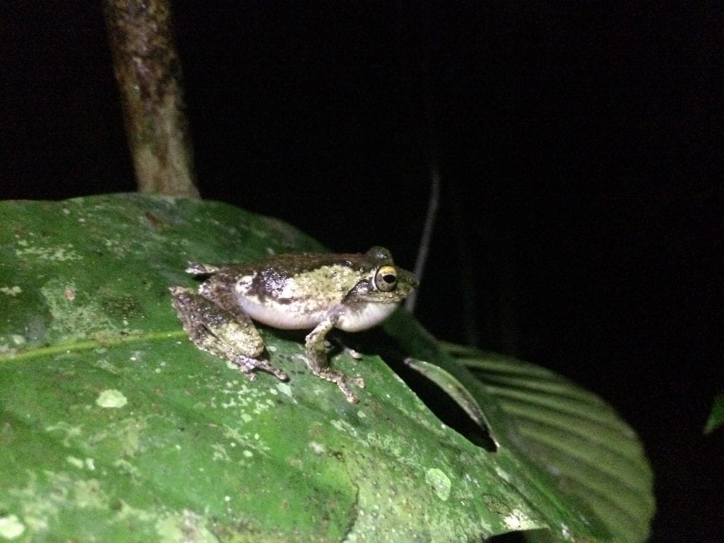 tree frog on a leaf at night