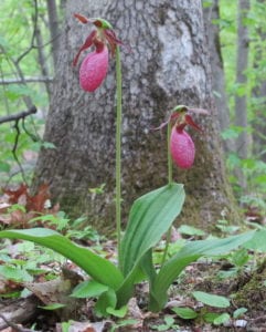 pink slipper orchid