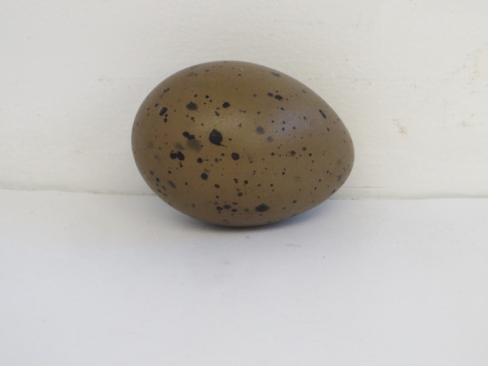 Arctic loon egg