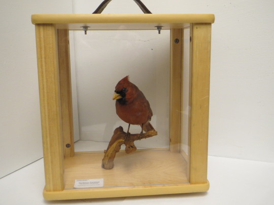 cardinal diorama