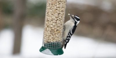 bird at bird feeder