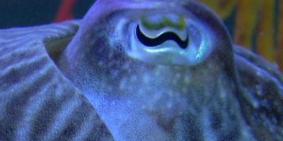 eye of a cuttlefish