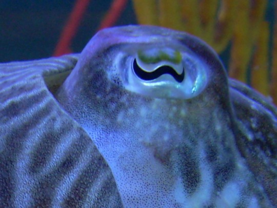 eye of a cuttlefish
