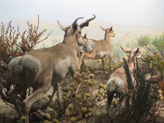 pronghorn antelope diorama