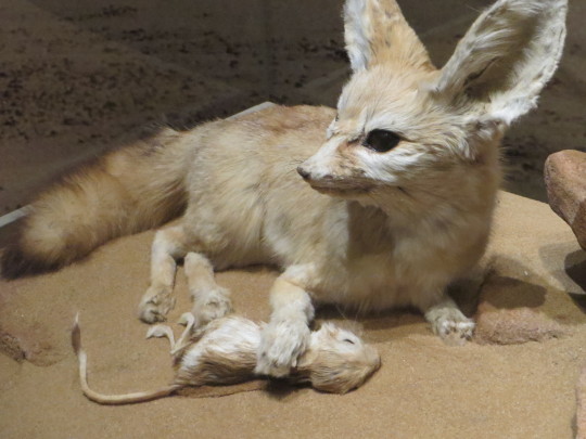 fennec fox and jerboa taxidermy