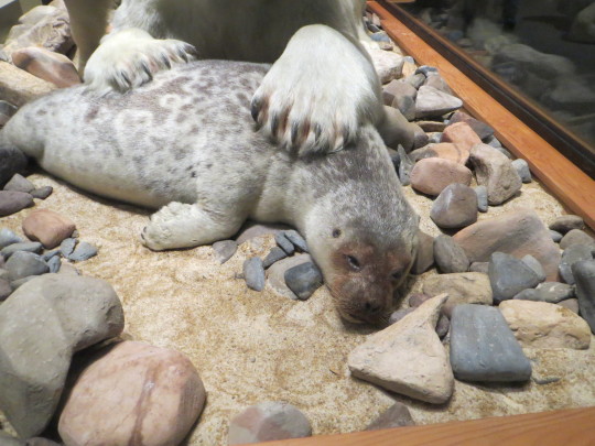 seal taxidermy under paw of polar bear taxidermy