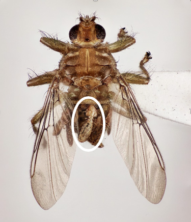 fly with white circle drawn around bird lice on abdomen