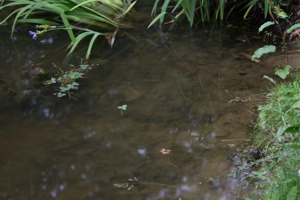 wetlands with frog hiding