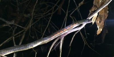 snake on a branch at night