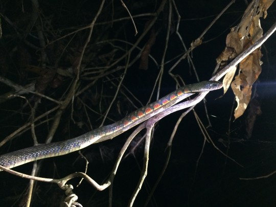 snake on a branch at night
