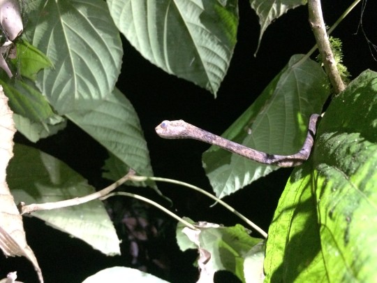 snake in a tree at night