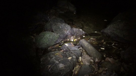 snake on rocky ground at night