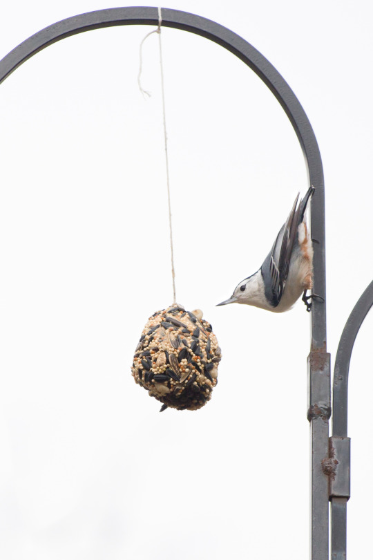 bird with pinecone bird feeder 