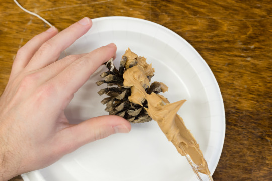 spreading peanut butter on pinecone with a knife