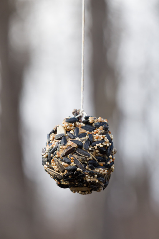 finished pinecone bird feeder hanging