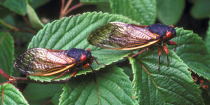 What are Seventeen-Year Cicadas and Why Does It Seem Like They Emerge More Than Once Every Seventeen Years?