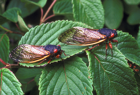 two cicadas on a leaf