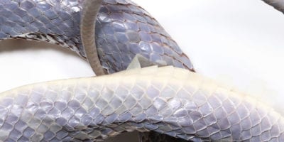 detail of snake specimen preserved in alcohol