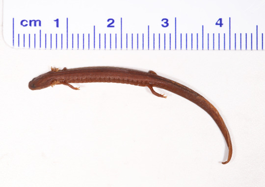 salamander next to ruler showing salamander is just over 4 centimeters long