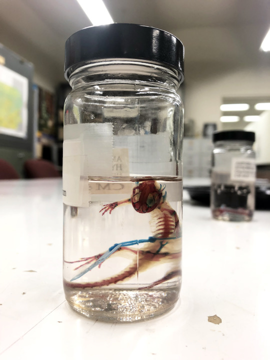 cleared and stained specimen preserved in alcohol in a jar